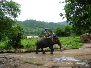 Elefantes en Chiang Mai. Tailandia